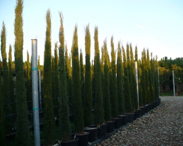 Cupressus sempervirens Pyramidalis 250-300  - Italiaanse cypres